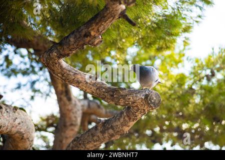 Graue Taube auf einem Baumzweig. Wunderschöne Naturtiere, aufgenommen in Barcelona, Spanien. Stockfoto