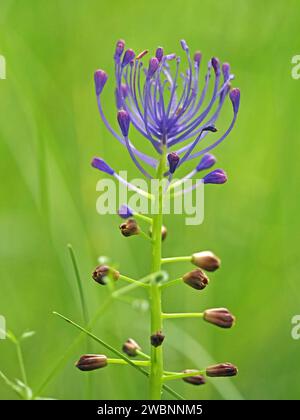 Auffällige blaue obere Blüten der Quastenhyazinthe (Leopoldia comosa), die auf einer Wildblumenwiese der italienischen Alpen, Italien und Europa wachsen Stockfoto