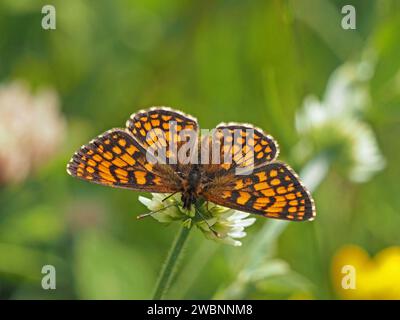 Mellicta athalia Schmetterling, der sich von der Blume der Weißen Klee (Trifolium repens) ernährt, in den italienischen Alpen, Italien, Europa Stockfoto