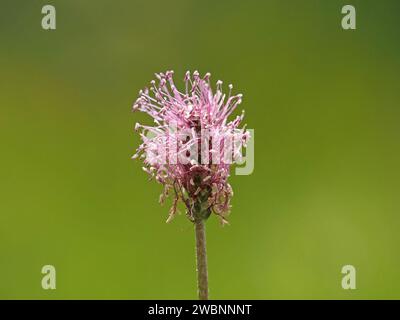 Rosafarbene Flieder Staubblätter auf dem Blütenkopf von Plantago Media, bekannt als der Hornwebel - Wildblume wächst auf einer Wiese in den italienischen Alpen, Italien, Europa Stockfoto