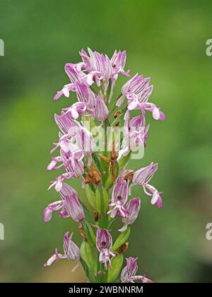 Blumenspitze der Orchidee (Orchis militaris) mit einer Kapuze, die einem Militärhelm ähnelt, der in einer Waldlichtung in den italienischen Alpen, Italien, Europa wächst Stockfoto