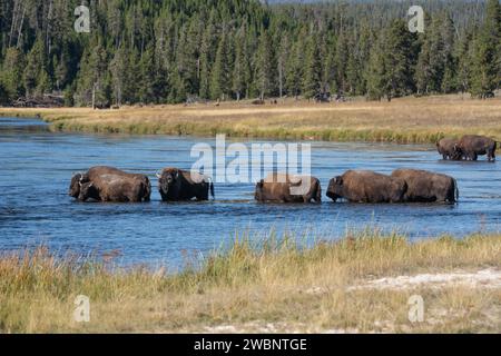 Wunderschöne Landschaft mit Bisons, die über den Firehole River im Yellowstone National Park spazieren Stockfoto