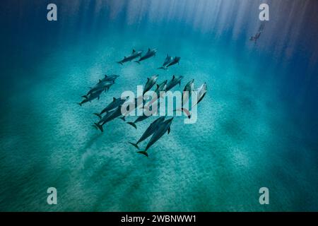 Eine Gruppe Spinner-Delfine schwimmen entlang des Sandbodens des Ozeans, während Sonnenstrahlen das Wasser durchdringen und sie beleuchten. Eine nicht identifizierbare Taucherdose Stockfoto