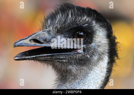 Porträt eines Emu Dromaius novaehollandiae Vogelgesichts Stockfoto