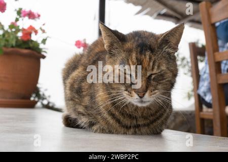 Katze auf einem Tisch, Kiki's Tavern, Agios Sostis Beach, Mykonos, Griechenland Stockfoto