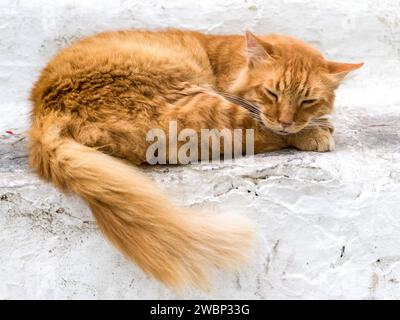 Die Katze ist schlafend aufgetaucht, Mykonos Stadt, Mykonos Insel, Griechenland Stockfoto