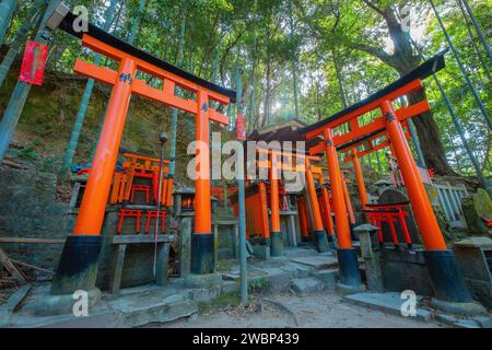 Kyoto, Japan - 1. April 2023: Fushimi Inari-taisha, erbaut im Jahr 1499, ist es das Symbol eines Weges, der von Tausenden von Torii-Toren mit malerischer, voller Blüte gesäumt ist Stockfoto