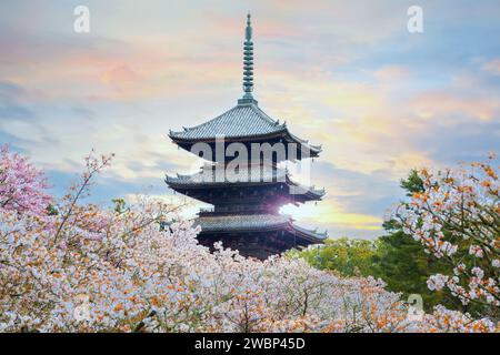 Kyoto, Japan - 6. April 2023: Ninnaji ist einer von Kyoto's großen Tempeln, die zum Weltkulturerbe gehören und berühmt für Omuro-Kirschen, spätblühende Kirschen tr Stockfoto