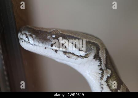 Eine große Pythonschlange, die in Nahaufnahme hinter einem Stamm im Zoo-Aquarium fotografiert wurde Stockfoto