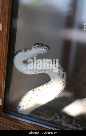 Eine große Pythonschlange, die in Nahaufnahme hinter einem Stamm im Zoo-Aquarium fotografiert wurde Stockfoto