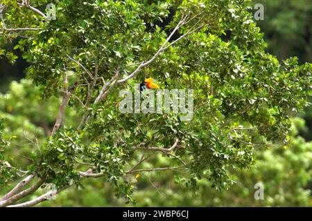 Der Kopf eines Nashornvogels (Rhyticeros cassidix) ist zwischen den Blättern auf einer Baumspitze zu sehen, da er in einem bewachsenen Gebiet nahe dem Berg Tangkoko und Duasudara in Nord-Sulawesi, Indonesien, auf der Suche ist. Die International Union for Conservation of Nature (IUCN) kommt zu dem Schluss, dass steigende Temperaturen unter anderem zu ökologischen, verhaltensbezogenen und physiologischen Veränderungen der Tierarten und der Artenvielfalt geführt haben. „Zusätzlich zu den erhöhten Krankheitsraten und degradierten Lebensräumen verursacht der Klimawandel auch Veränderungen bei den Arten selbst, die ihr Überleben bedrohen“, schrieben sie auf IUCN.org. Stockfoto