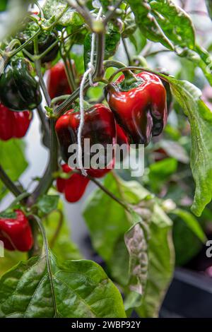 Forscher züchten am 15. Januar 2020 grüne Paprika in der Space Station Processing Facility des Kennedy Space Center der NASA in Florida, um sie in den Weltraum zu schicken. Da sich die NASA darauf vorbereitet, Menschen über die Erdumlaufbahn hinaus zu schicken, wird die Fähigkeit der Astronauten, eine Vielzahl von frischem Obst und Gemüse im Weltraum anzubauen, von entscheidender Bedeutung sein. Frische Erzeugnisse werden eine wesentliche Ergänzung zur vorverpackten Ernährung der Besatzung während einer langen Raumfahrt sein, wenn sie längere Zeit von der Erde entfernt sind. Stockfoto