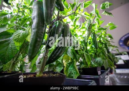 Forscher züchten am 15. Januar 2020 grüne Paprika in der Space Station Processing Facility des Kennedy Space Center der NASA in Florida, um sie in den Weltraum zu schicken. Da sich die NASA darauf vorbereitet, Menschen über die Erdumlaufbahn hinaus zu schicken, wird die Fähigkeit der Astronauten, eine Vielzahl von frischem Obst und Gemüse im Weltraum anzubauen, von entscheidender Bedeutung sein. Frische Erzeugnisse werden eine wesentliche Ergänzung zur vorverpackten Ernährung der Besatzung während einer langen Raumfahrt sein, wenn sie längere Zeit von der Erde entfernt sind. Stockfoto