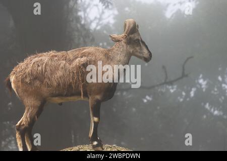 himalaya seltene und vom Aussterben bedrohte Arten Blauschaf oder ein männlicher Bharal (Pseudois nayaur) im Singalila-Nationalpark nahe darjeeling in westbengalen, indien Stockfoto