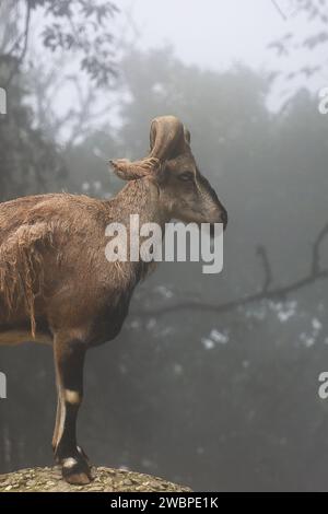 himalaya seltene und vom Aussterben bedrohte Arten Blauschaf oder ein männlicher Bharal (Pseudois nayaur) im Singalila-Nationalpark nahe darjeeling in westbengalen, indien Stockfoto