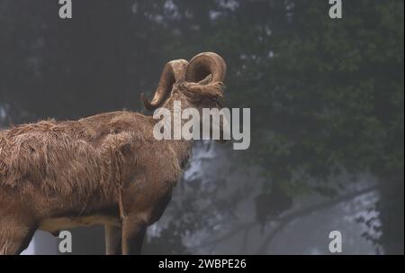 himalaya seltene und vom Aussterben bedrohte Arten Blauschaf oder ein männlicher Bharal (Pseudois nayaur) im Singalila-Nationalpark nahe darjeeling in westbengalen, indien Stockfoto