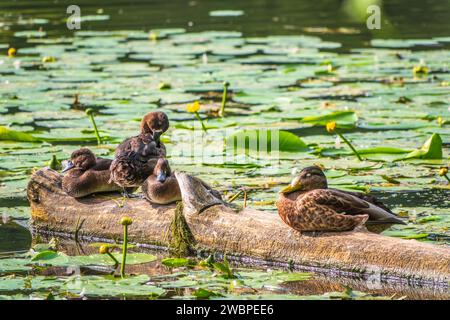 Eine Gruppe von getufteten Enten und Stockenten in freier Wildbahn. Getuftete Ente, Pochard, Aythya Fuligula im Teich. Stockfoto