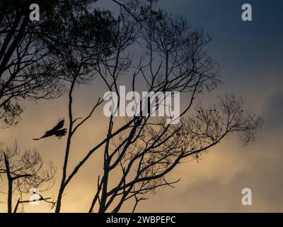 Schwarze Krähen oder Raben, eine im Flug und eine in einem Baum, der vor einem stürmischen Himmel steht, beides magisch und unheimlich Stockfoto