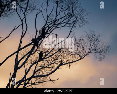 Schwarze Krähen oder Raben in einer Baumsilhouette vor einem stürmischen Himmel, sowohl magische als auch unheimliche Stockfoto