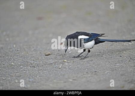 Gelbschnabel Magpie - Pica nuttalli Stockfoto