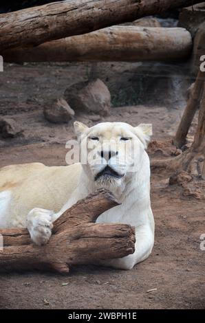 Alte weiße Löwin im Dschungelpark auf Teneriffa, Spanien Stockfoto