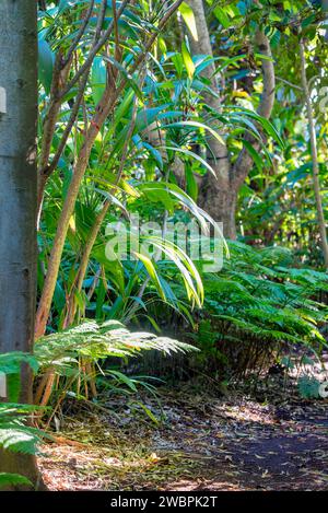 Einer der schmalen unbefestigten Pfade durch den Palm Grove in den Royal Botanic Gardens, Sydney, Australien. Der Grove beherbergt mehr als 300 Palmenarten Stockfoto