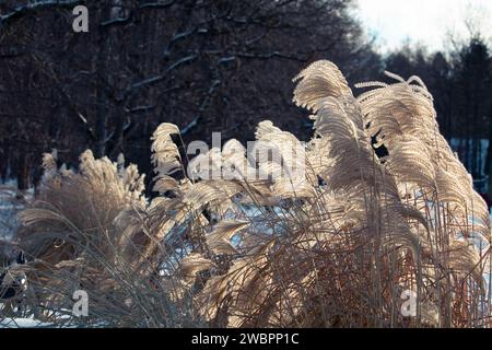 Im Winter schwingt trockenes Gras im Wind in der Sonne. Beigefarbenes Schilf. Wunderschöner Natur Trend Hintergrund. Nahaufnahme Stockfoto
