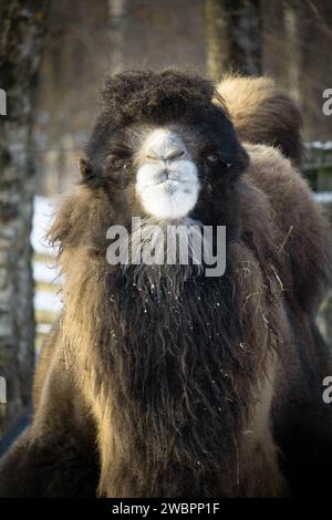 Baktrisches Kamel. Zwei höckelte Kamele nähern sich dem Mann. Kamel im Schnee im Winter. Camelus bactrianus Stockfoto