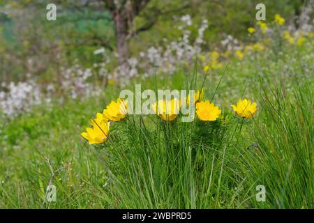 Gelbe Adonis vernalis Wildblumen im frühen Frühjahr Stockfoto