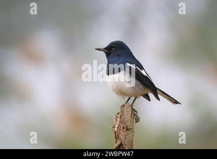 Oriental Elster-robin (Copsychus saularis) ist ein kleiner Passerinvogel, der früher zur Familie der Thrushi-Turdidae gehörte. Stockfoto