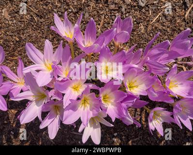 Eine Gruppe lila Krokusse mit gelben Staubblättern blüht im Boden und läutet die Ankunft des Frühlings ein, der von oben geschossen wurde Stockfoto