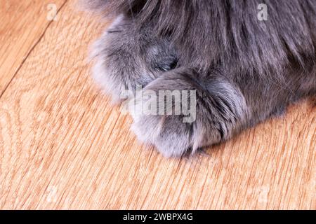 Flauschige graue Katzenpfoten schließen sich auf Holzboden Stockfoto