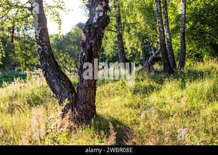 Birken wachsen an einem bunten sonnigen Rand mit dickem grünem Gras Stockfoto