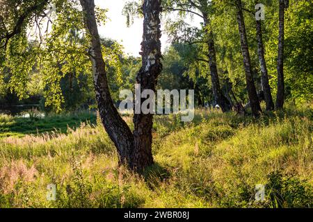 Birken wachsen an einem bunten sonnigen Rand mit dickem grünem Gras Stockfoto