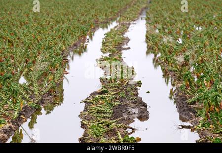 Ein überflutetes Feld von brüssel sprießt bei TH Clements and Son Ltd in der Nähe von Boston, Lincolnshire. Die britischen Erzeuger von grünem Wintergemüse sind aufgrund des nassen Wetters und der starken Regengüsse mit einigen der schlimmsten Winterbedingungen konfrontiert. Die Supermarktkette Tesco nimmt vorübergehend etwas kleineres Gemüse als üblich von den Erzeugern an, um den von Überschwemmungen betroffenen Landwirten zu helfen. Eine Lockerung der Größenanforderungen für Sprossen, Blumenkohl, Kohl und Porree trägt dazu bei, dass britisches Gemüse im Regal bleibt und nicht nur Importe, sondern auch das Risiko von Engpässen verringert wird. Bilddatum: Donnerstag, 11. Januar 2024. Stockfoto