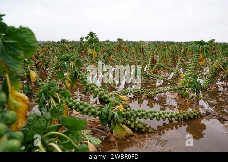 Ein überflutetes Feld von brüssel sprießt bei TH Clements and Son Ltd in der Nähe von Boston, Lincolnshire. Die britischen Erzeuger von grünem Wintergemüse sind aufgrund des nassen Wetters und der starken Regengüsse mit einigen der schlimmsten Winterbedingungen konfrontiert. Die Supermarktkette Tesco nimmt vorübergehend etwas kleineres Gemüse als üblich von den Erzeugern an, um den von Überschwemmungen betroffenen Landwirten zu helfen. Eine Lockerung der Größenanforderungen für Sprossen, Blumenkohl, Kohl und Porree trägt dazu bei, dass britisches Gemüse im Regal bleibt und nicht nur Importe, sondern auch das Risiko von Engpässen verringert wird. Bilddatum: Donnerstag, 11. Januar 2024. Stockfoto