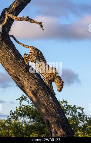 Erwachsene männliche Leoparden (Panthera pardus) klettern an einem geneigten Stamm eines Baumes hinunter, in dem er ruht Stockfoto