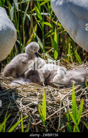 Eine Nahaufnahme von frisch geschlüpften Zygneten auf dem Nest, an einem sonnigen Frühlingstag Stockfoto