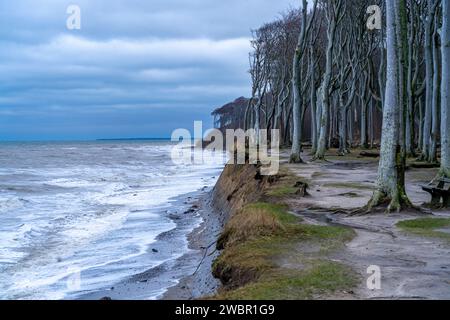 Strand, Steilküste und Gespensterwald im Ostseebad Nienhagen, Mecklenburg-Vorpommern, Deutschland | Steilküste mit Geisterwald - Gespensterwald Stockfoto