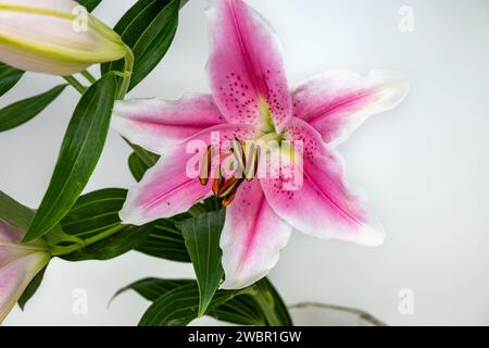 Rosafarbene Lilienblüten mit weißem Hintergrund. Stockfoto