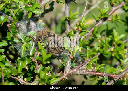 Lakey Moth, Malacosoma neustria, Raupen mit blauen, orangen und hellen Streifen, langen braunen Haaren auf ihrem seidengesponnenen Netz Stockfoto