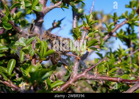 Lakey Moth, Malacosoma neustria, Raupen mit blauen, orangen und hellen Streifen, langen braunen Haaren auf ihrem seidengesponnenen Netz Stockfoto