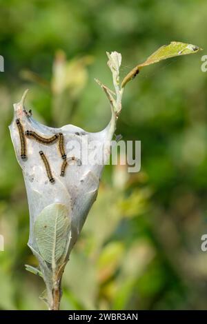 Lakey Moth, Malacosoma neustria, Raupen mit blauen, orangen und hellen Streifen, langen braunen Haaren auf ihrem seidengesponnenen Netz Stockfoto