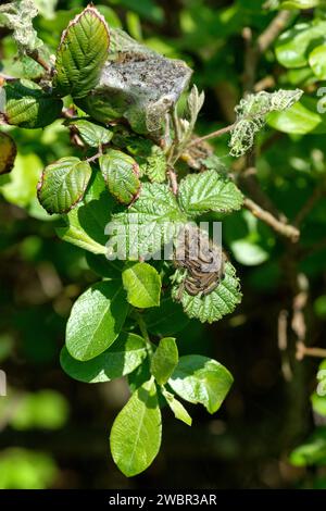 Lakey Moth, Malacosoma neustria, Raupen mit blauen, orangen und hellen Streifen, langen braunen Haaren auf ihrem seidengesponnenen Netz Stockfoto