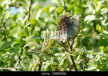 Lakey Moth, Malacosoma neustria, Raupen mit blauen, orangen und hellen Streifen, langen braunen Haaren auf ihrem seidengesponnenen Netz Stockfoto