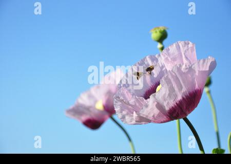 Mohnblume in Blüte mit Biene Stockfoto