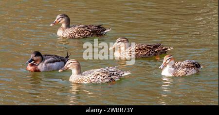 Nahaufnahme einer Ente und vier Stockenten, die im Profil auf dem Teich gesehen wurden. Stockfoto