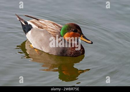 Stockenten im Profil gesehen, Nahaufnahme, auf Teich Stockfoto