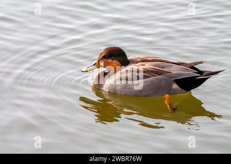 Stockenten im Profil gesehen, Nahaufnahme, auf Teich Stockfoto