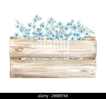 Blue Forget Me nots in Holzkiste. Sommerblumen Skorpion Gras, Myosotis. Handzeichnung Aquarellillustration für Hochzeitseinladungen, Grußkarten Stockfoto